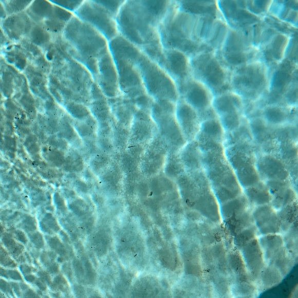 Meet your Posher, Dandy - Picture 1 of 1